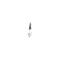 Lavinia - Timbro, Campanule