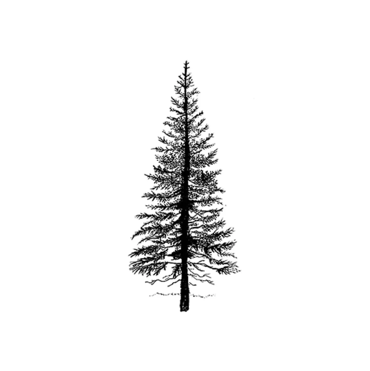 Lavinia - Timbro, Fir Tree 1