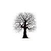 Lavinia - Timbro, Oak Tree