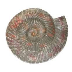 Stampo per calcestruzzo, Conchiglia di ammoniti